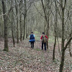 If you go down to the woods today